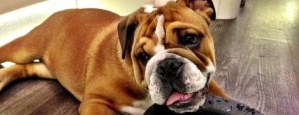 Roscoe, el Bull Dog de Hamilton/ Twitter/ Lewis Hamilton